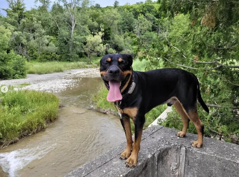 rottweiler new photo-223029