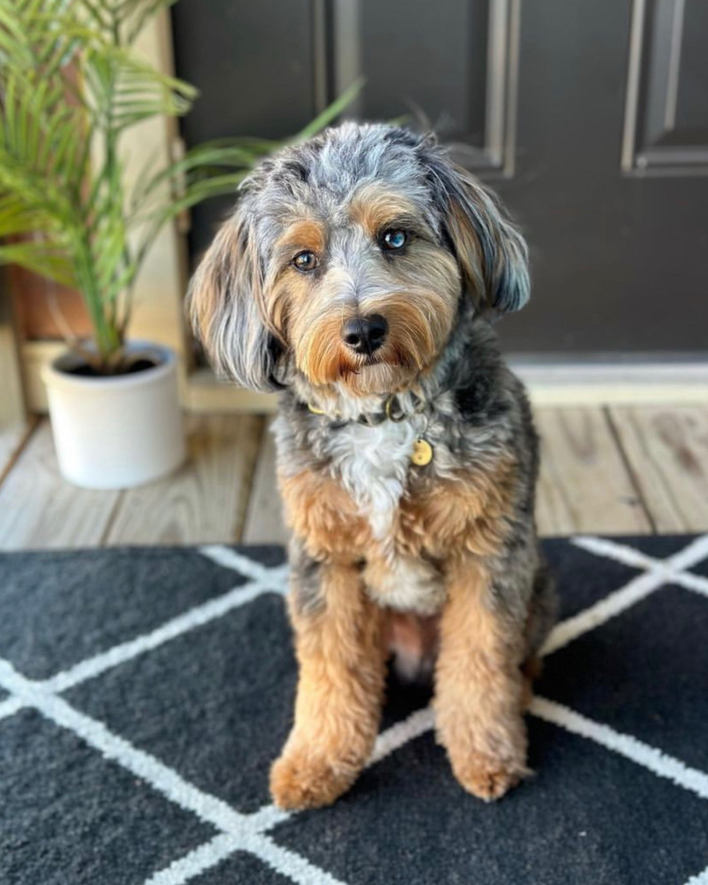 Mini Aussiedoodle dog with one brown and one blue eye