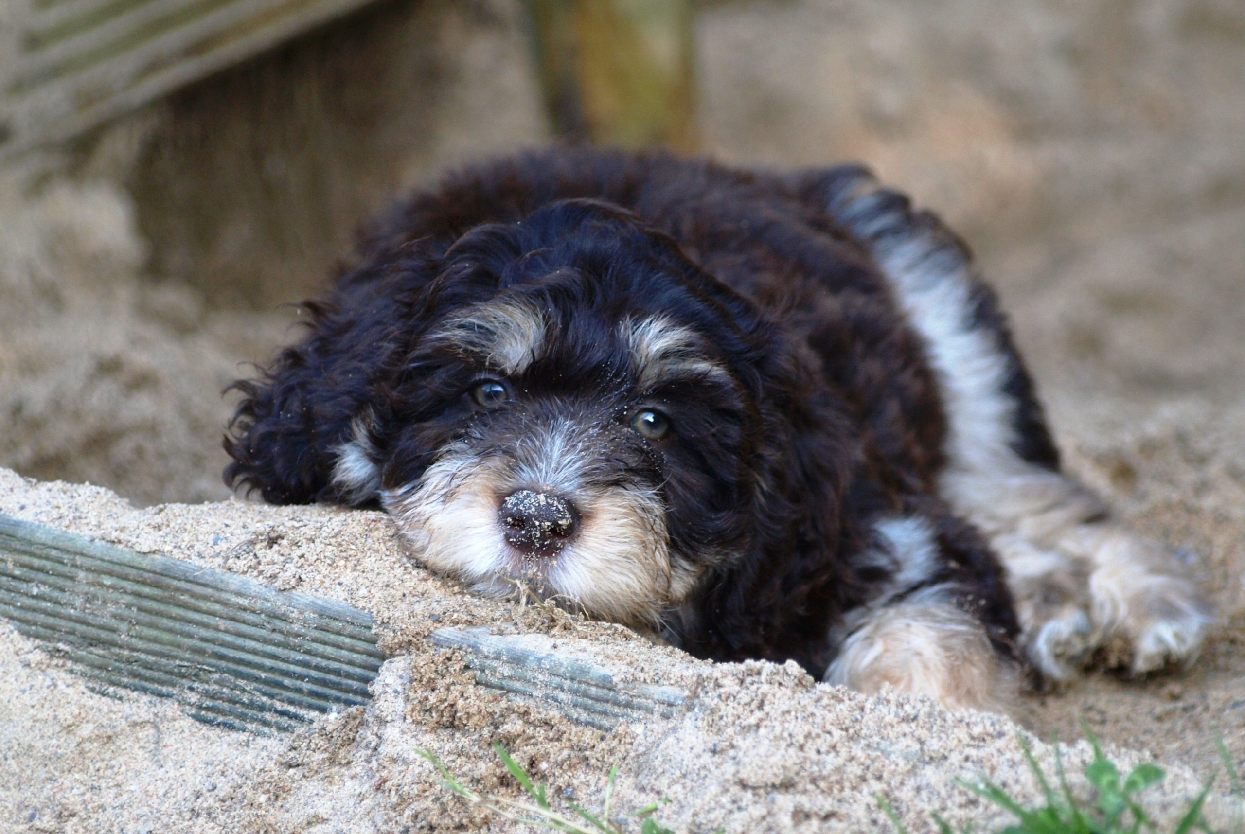 Mini Aussiedoodles As Family Dogs: What You Have To Know