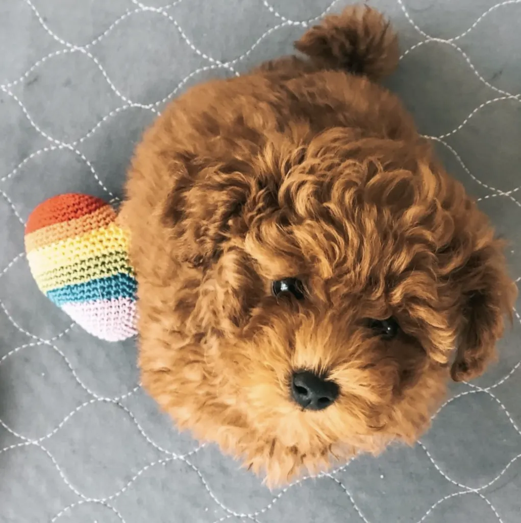 red maltipoo