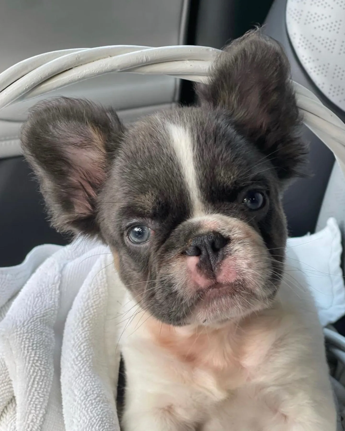 A black and white fluffy frenchie with blue eyes