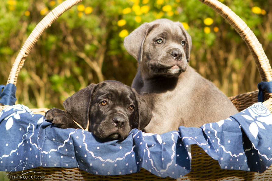 Blue Cane Corso Puppies for sale everything you have to be aware of