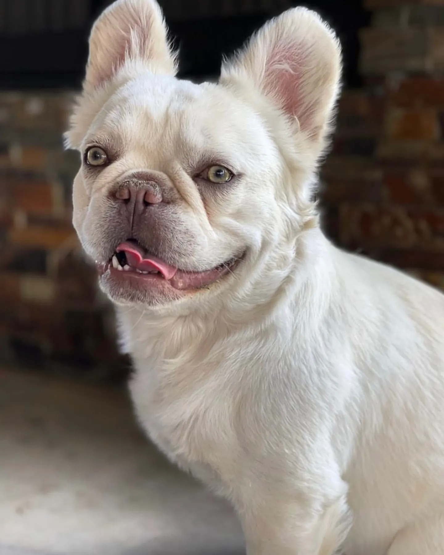 A fluffy french bulldog smiling at the camera