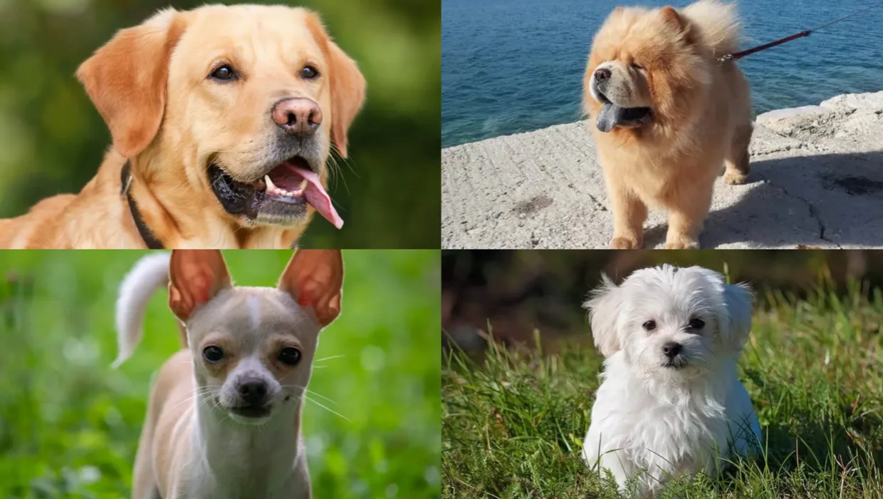 labrador, chow chow, chihuahua, maltese for longest lived dog article
