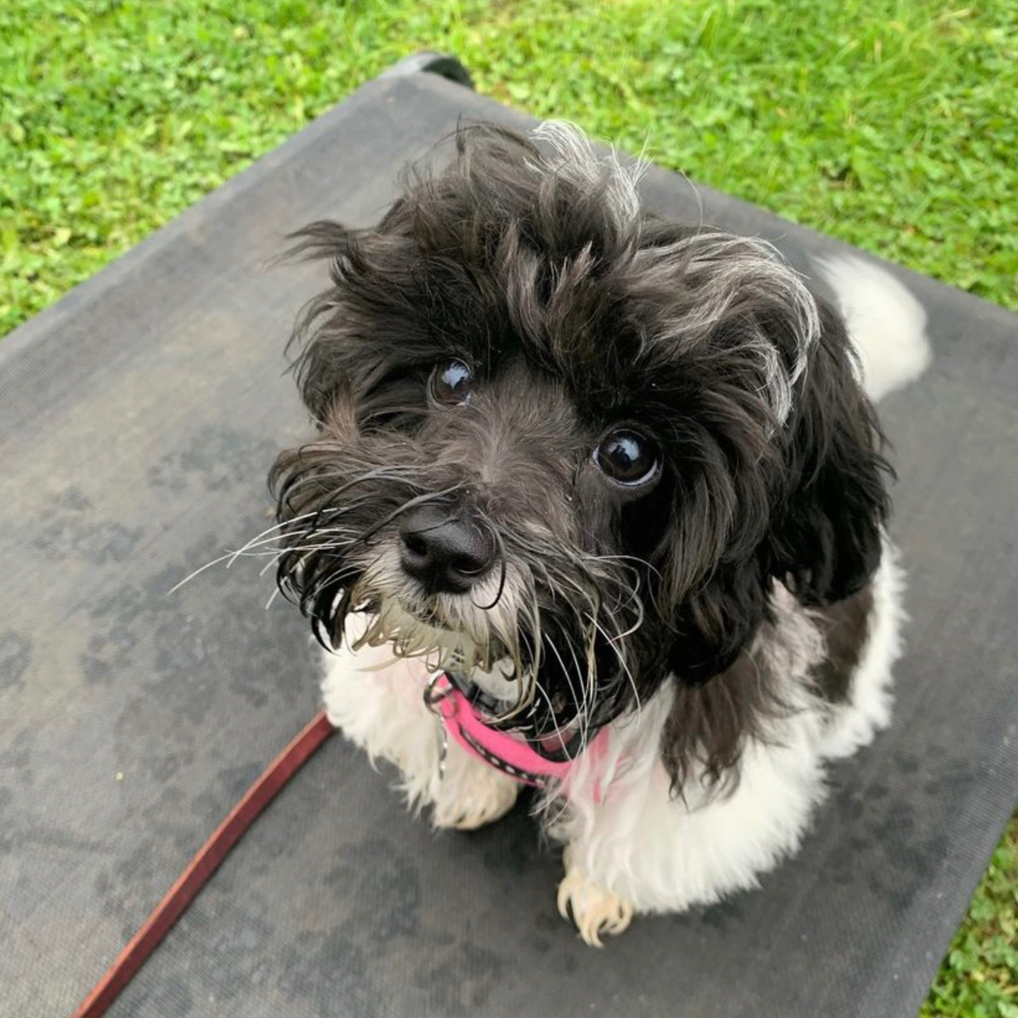 A black and white Maltipoo dog at the park looking at the camera