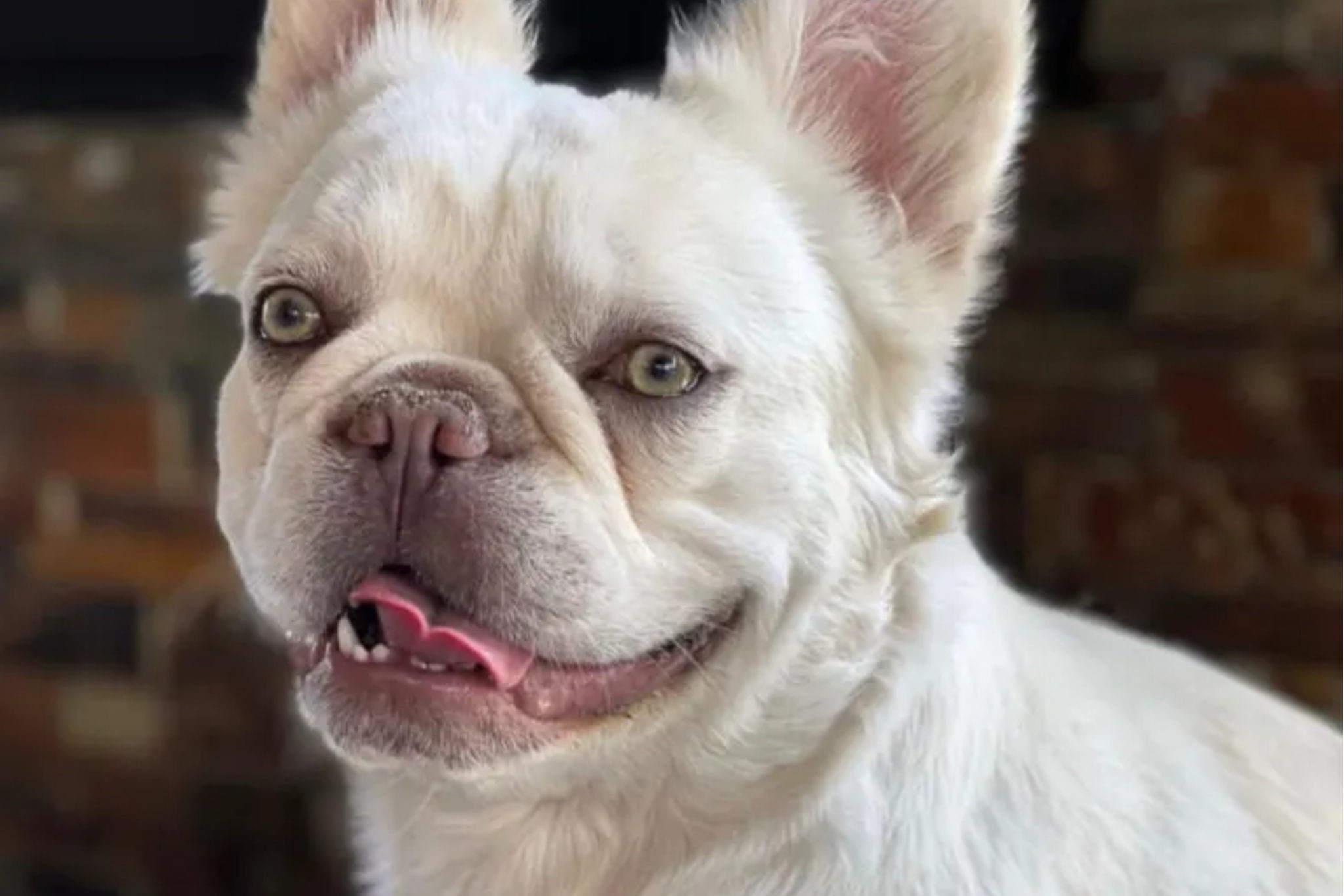 Fluffy French Bulldog Price The Luxurious Rare Dog FAQ 