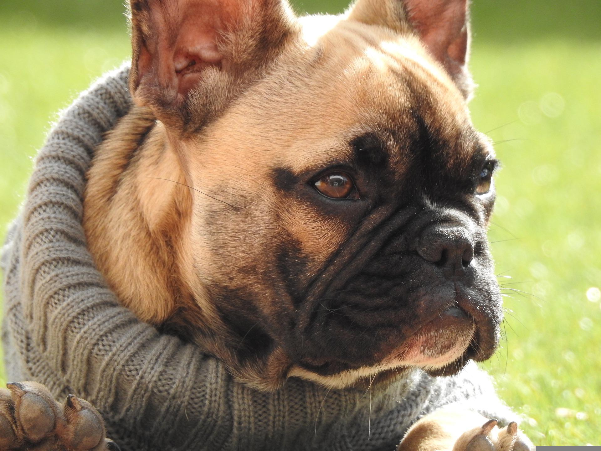 a french bulldog wearing a jumper while his owner wonders about the fluffy french bulldog health and lifespan