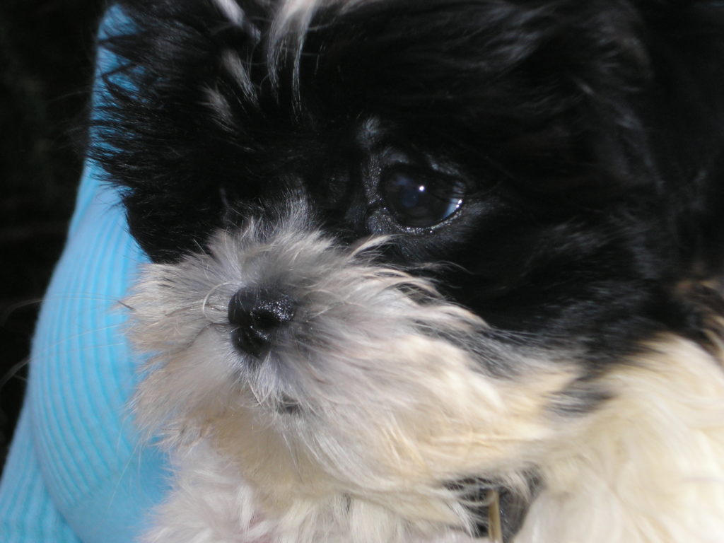 Black And White Maltipoo: The Unique Parti Maltipoo