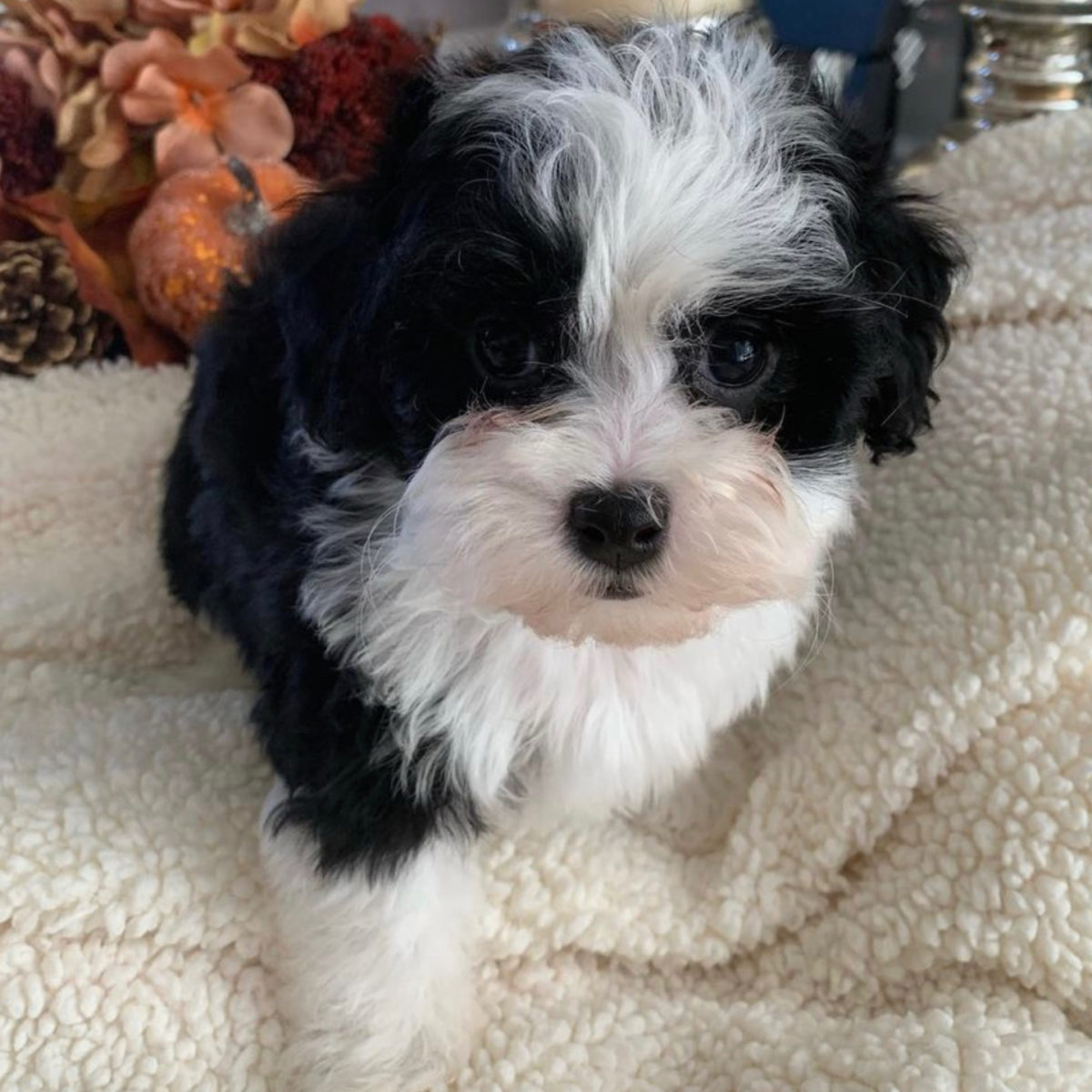 Black And White Maltipoo The Unique Parti Maltipoo