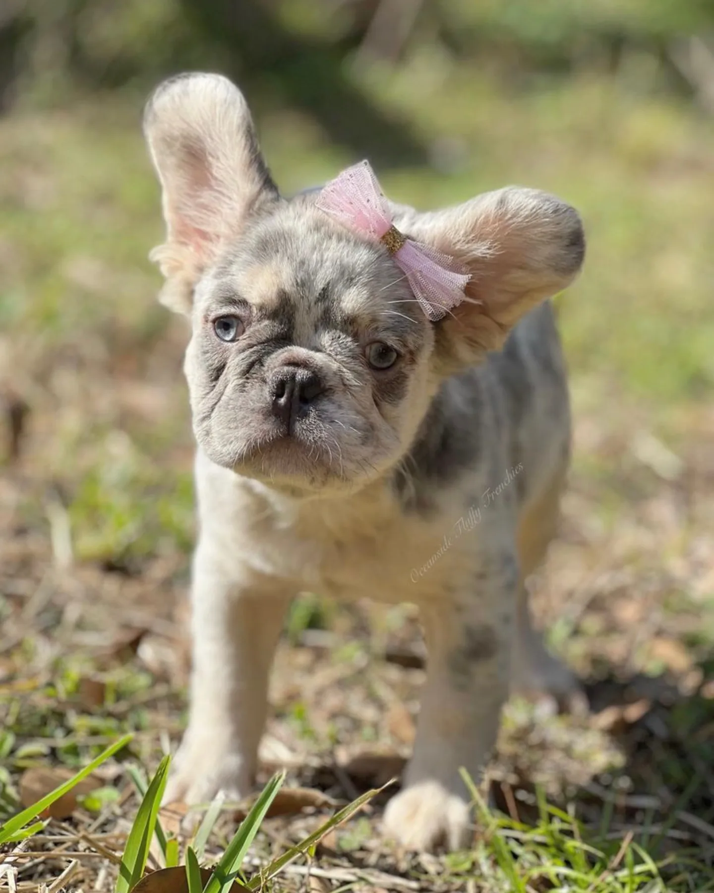 An adorable dog with a bow while a person wonders about the fluffy french bulldog price and why its so high