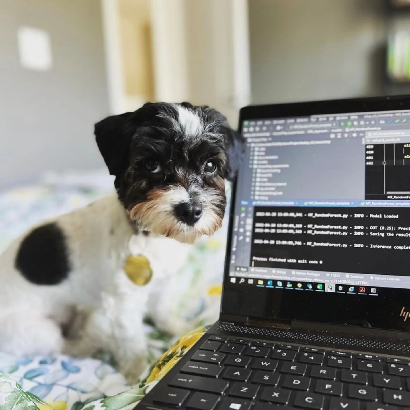 An adorable black and white Maltipoo next to the computer of his owner