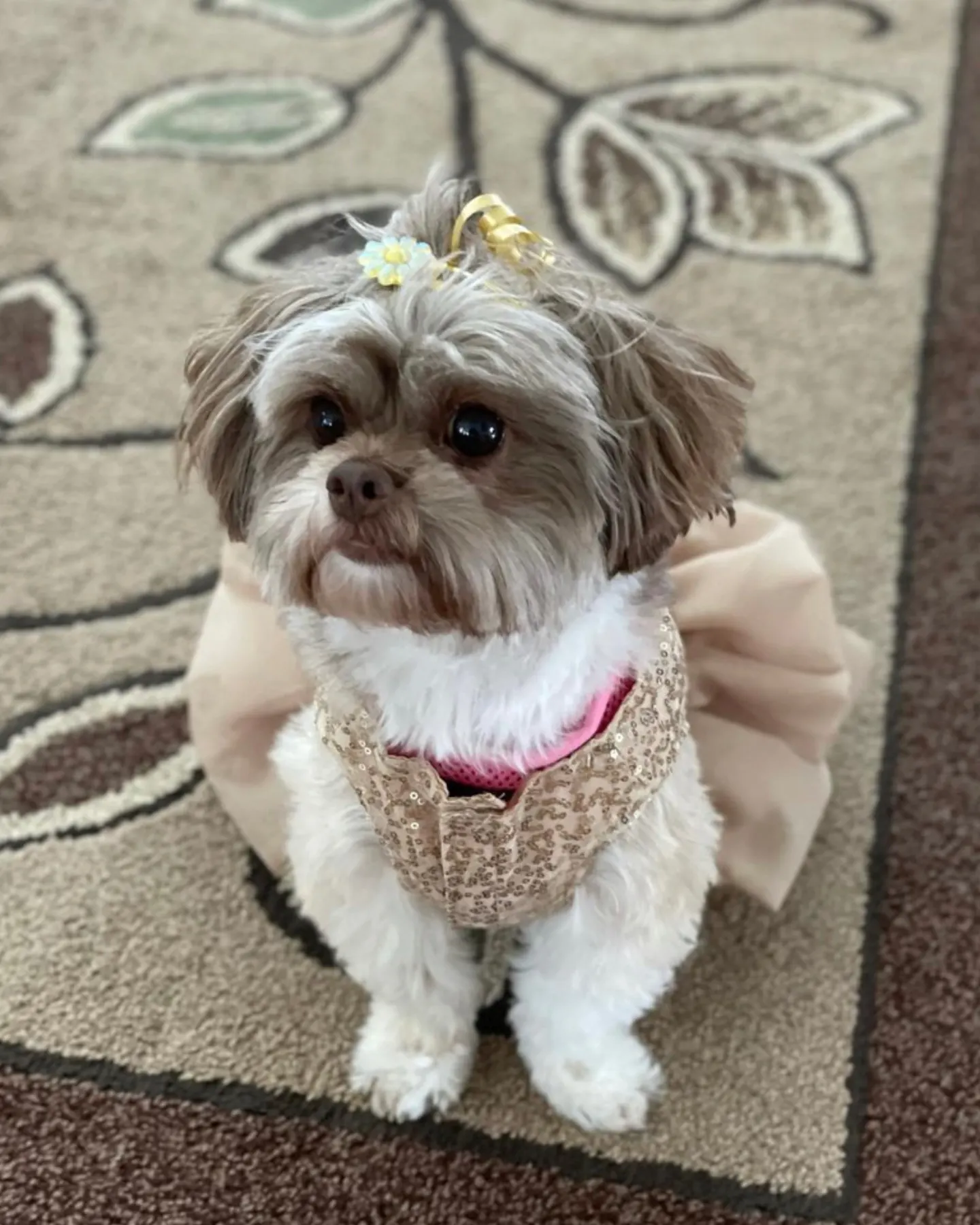 A shiChi dog in a dress while her owner wonders about the Shih Tzu Chihuahua mix price and costs