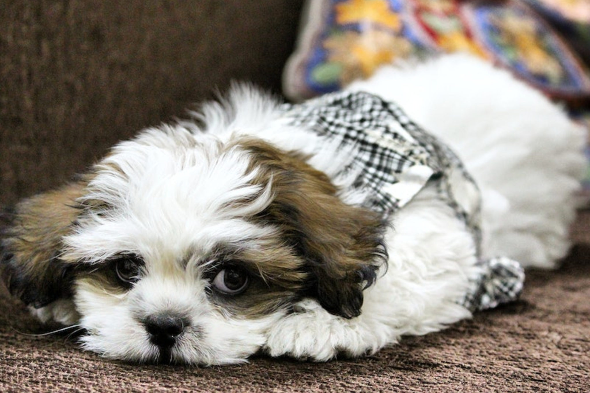 shih-tzu-chihuahua-mix-health-lifespan-diseases