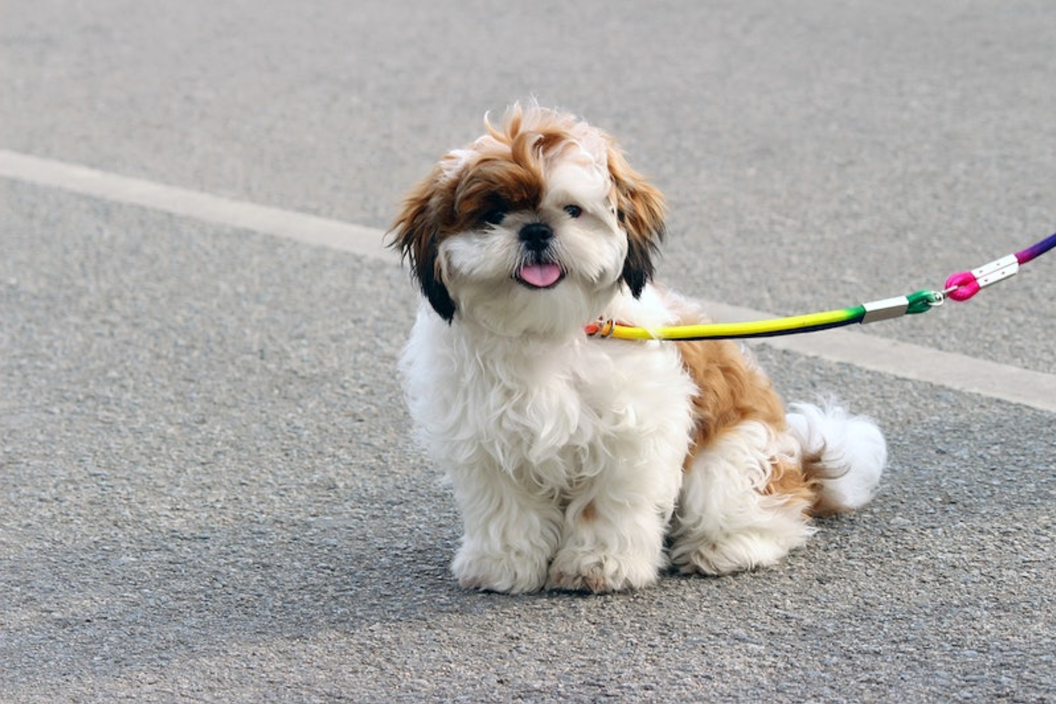 Shih Tzu Chihuahua Mix Price And Additional Costs