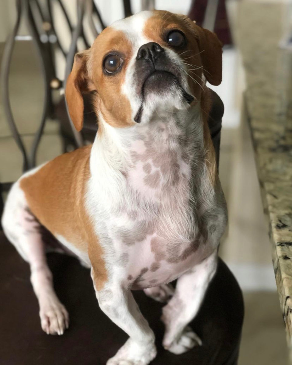 Shih Tzu Chihuahua Mix Price And Additional Costs