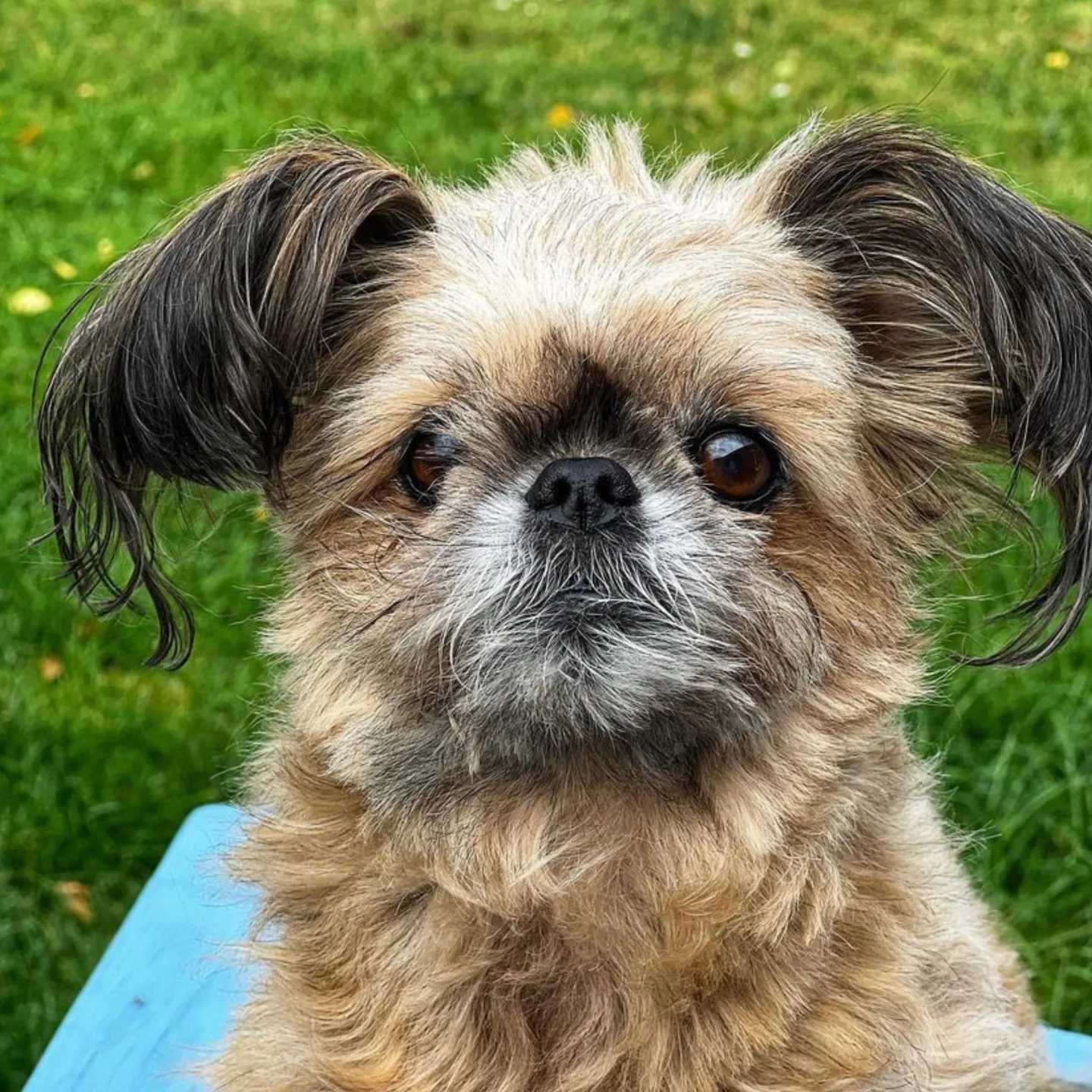 An adorable dog in a park looking at the camera