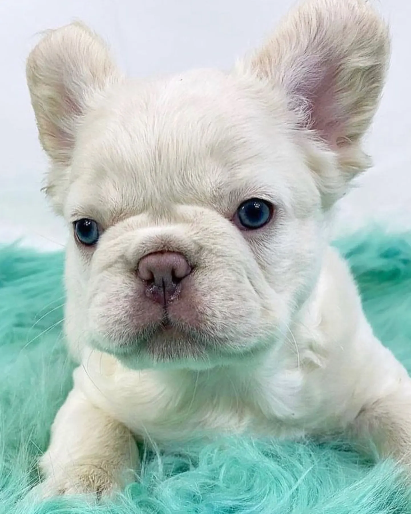 The owner of a whitr fluffy frenchie wondering about the fluffy french bulldog health and lifespan