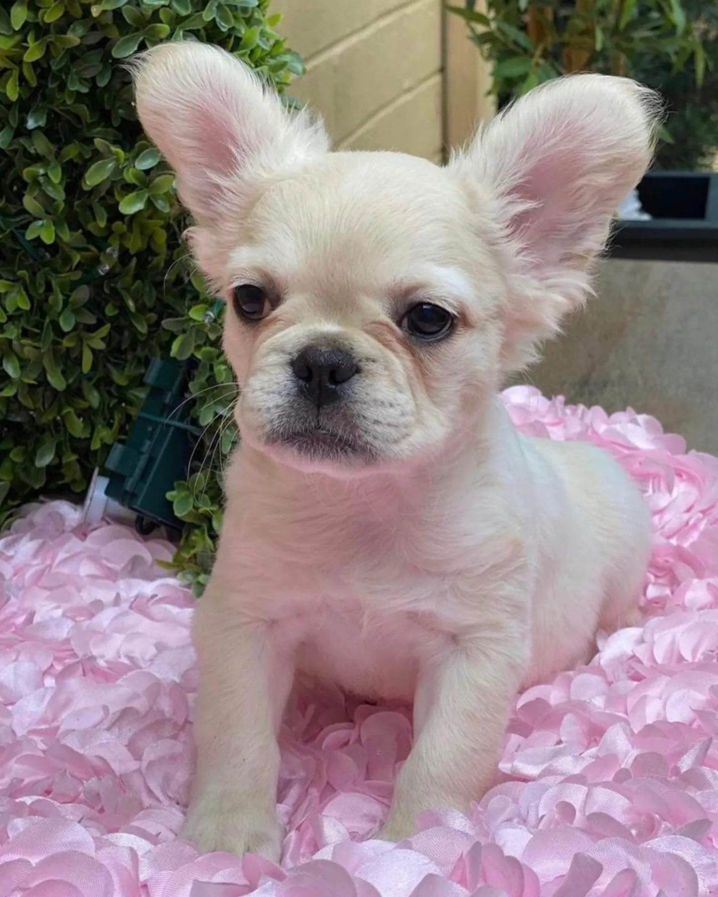 The fluffy french bulldog price is so high because of how rare these dogs are
