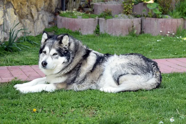 alaskan malamute on the green grass