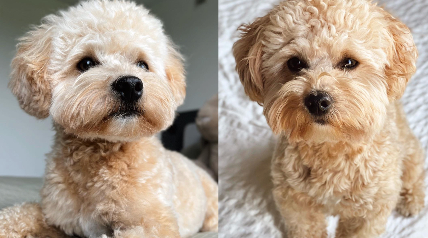 Full-grown Apricot Maltipoo: Everything that makes them special
