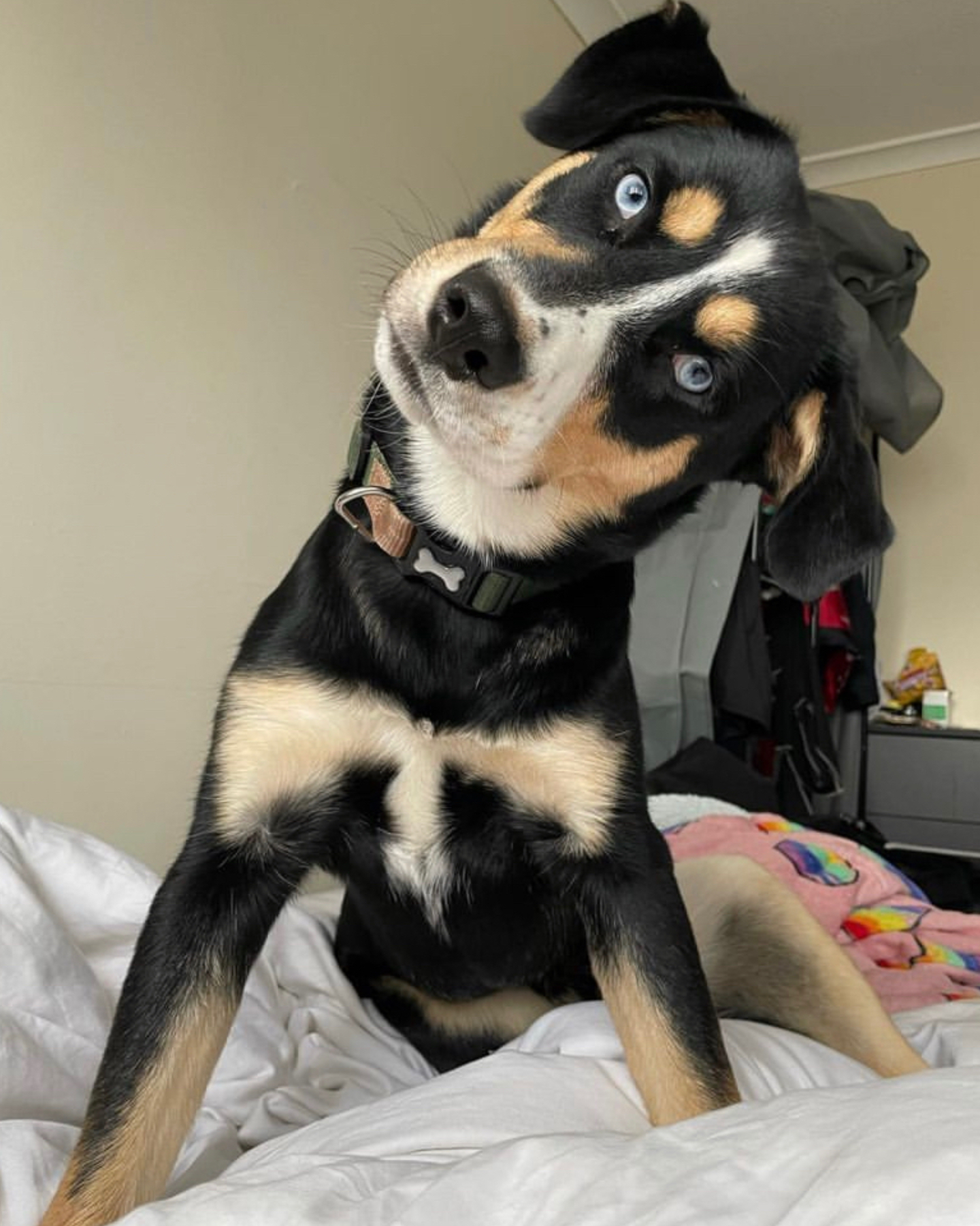 A Rottweiler Husky mix dog looking at his owner after taking a nap