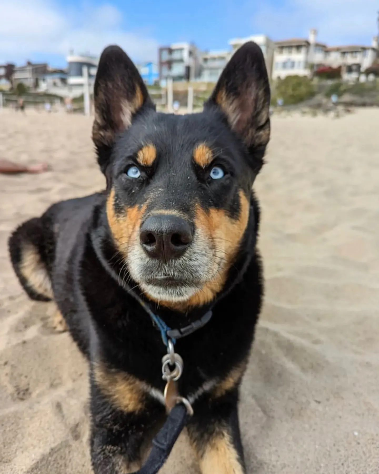 A Rottsky dog enjoying her time at the beach