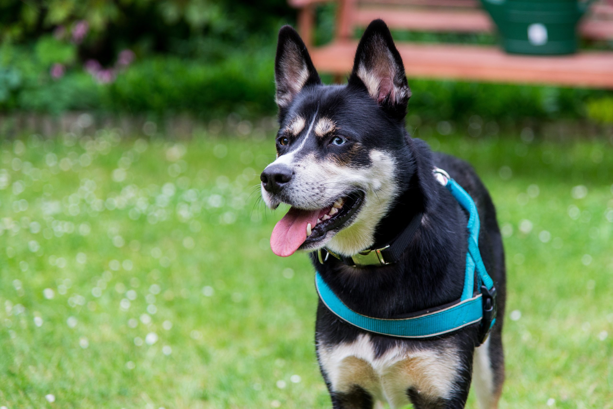 the rottweiler husky mix dog breed has the potential to give you the best of both worlds