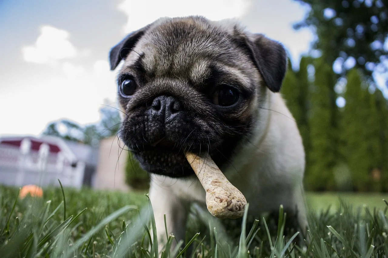 puppy dog eating a healthy stick - nutricious food