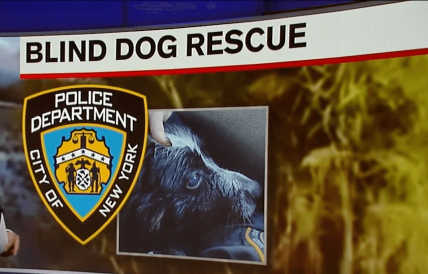 Blind dog rescued from drowning in NYC’s Baisely Pond Park (+VIDEO)
