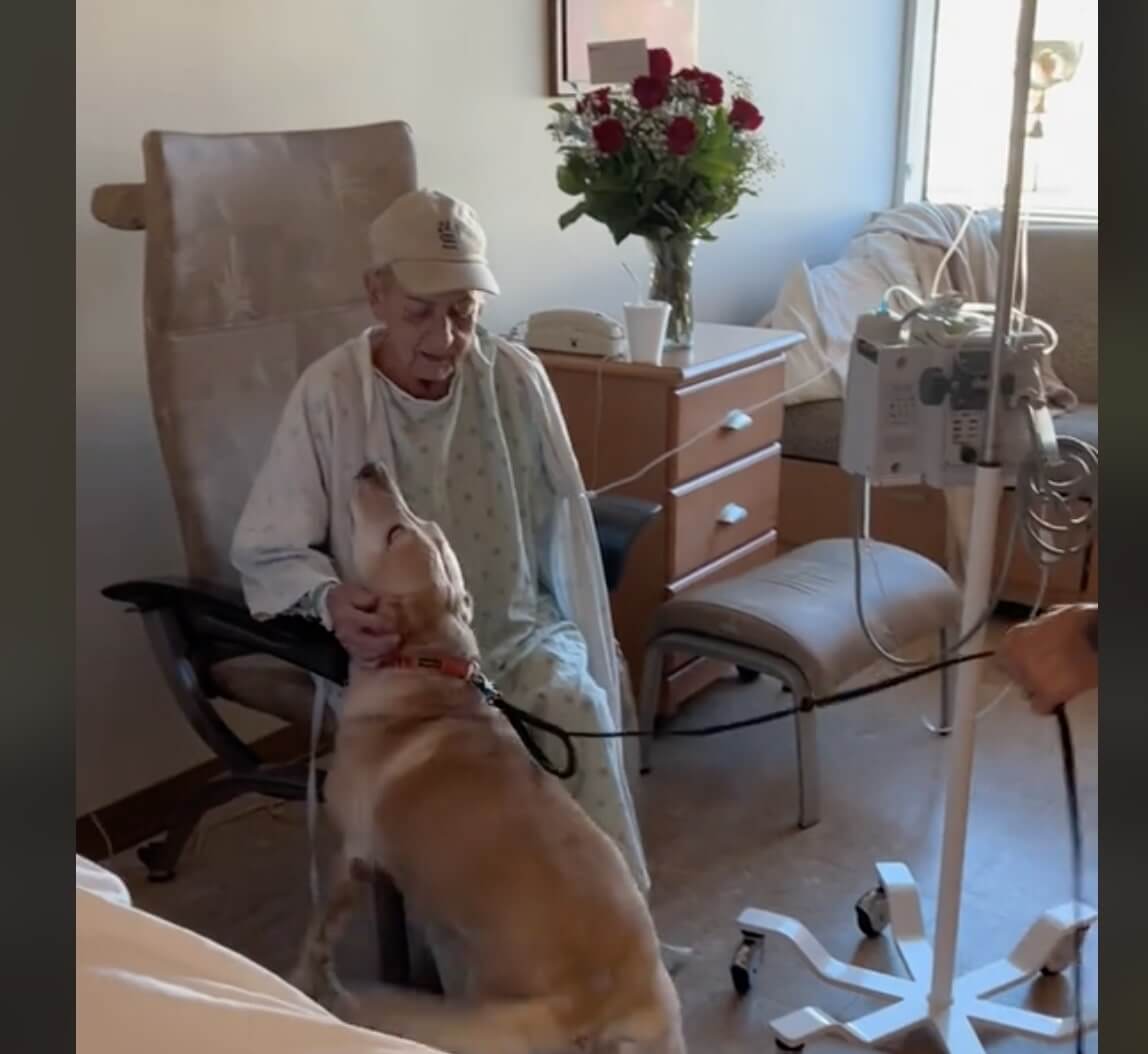 Grandma’s Special Visitor: Labrador Sneaks into Hospital for an Emotional Surprise