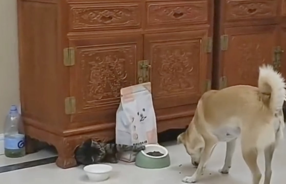 Watch This Cheeky Cat Outsmart a Dog in a Food Bowl Heist