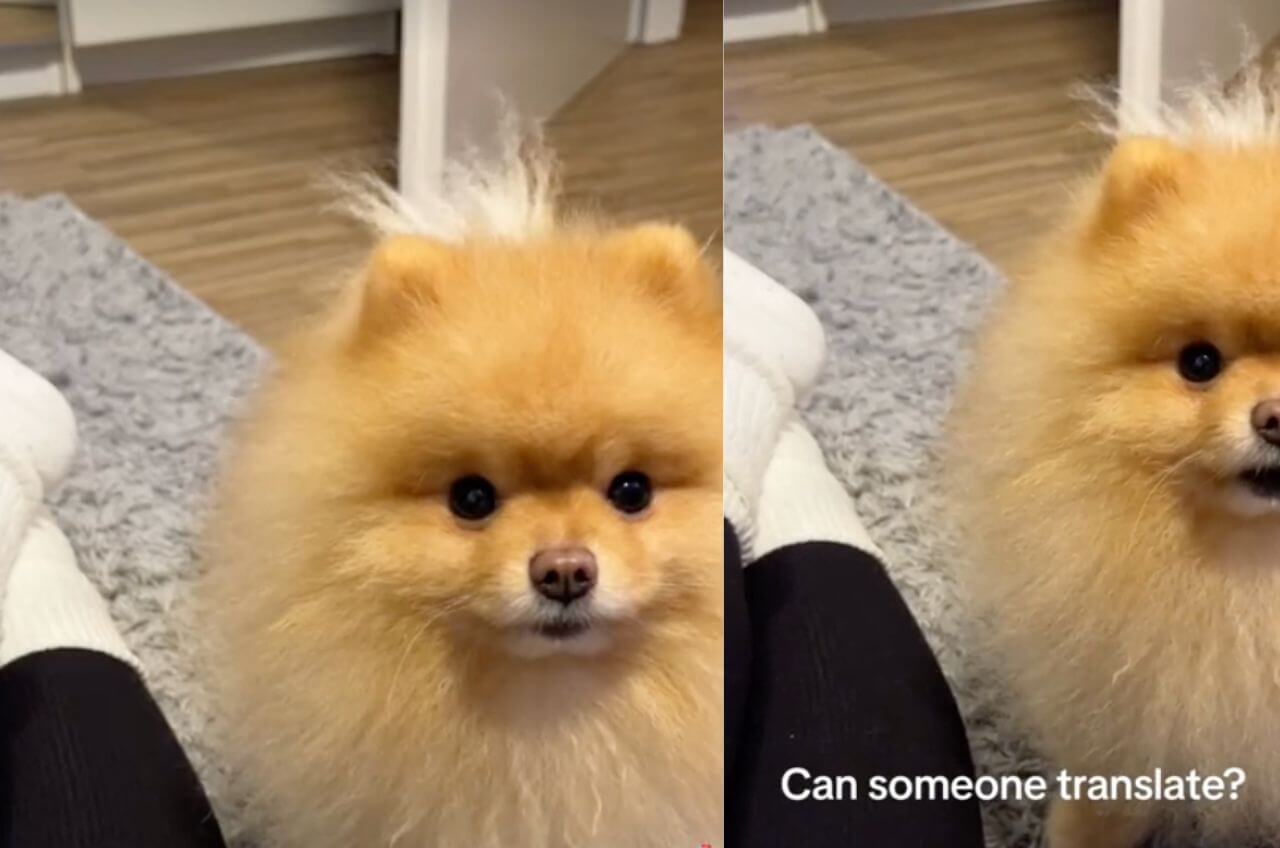 A Hilarious Pomeranian Conversation in His Own Language with Mom