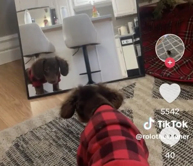 Dachshund Pups First Mirror Reaction