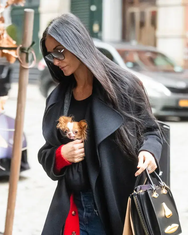 Demi Moore’s Chihuahua Pilaf Charms the Celebrity World with Style and Paws
