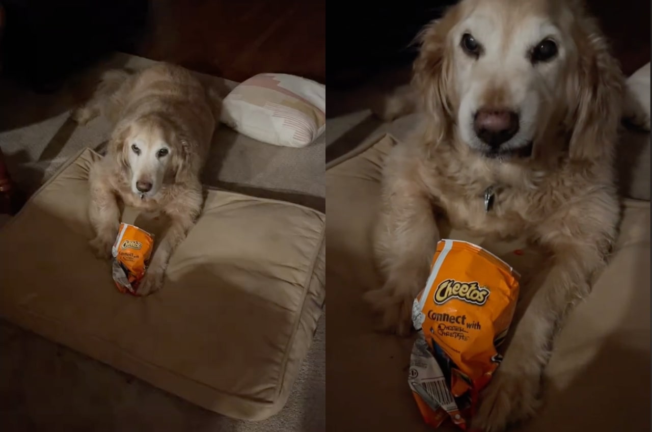 Golden Retriever’s Hilarious Standoff with Hot Cheetos Goes Viral on TikTok