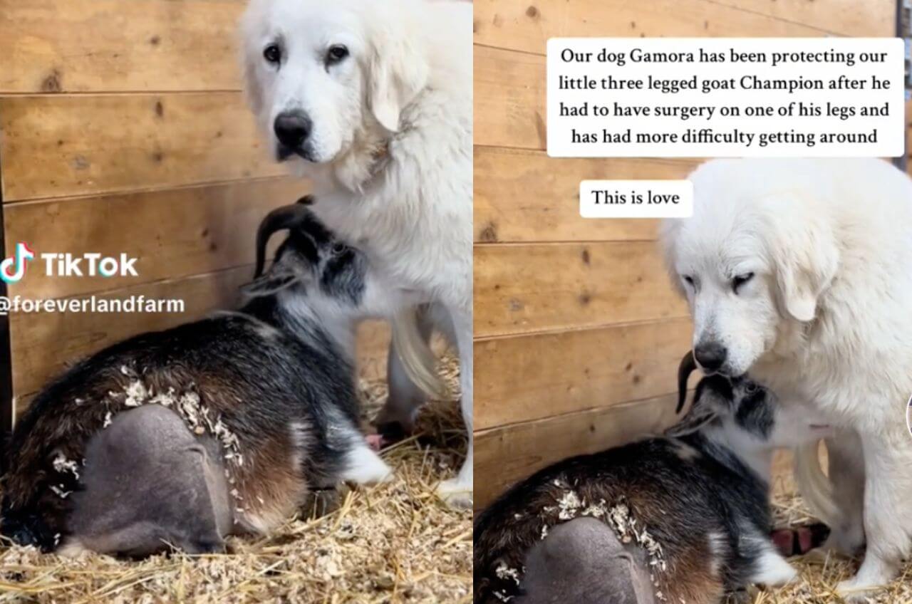 Farm Dog Lovingly Guards 3-Legged Goat After Surgery
