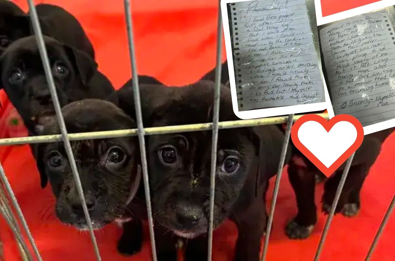 Homeless Man Saves Puppies from Tragedy and Leaves Touching Note at Shelter
