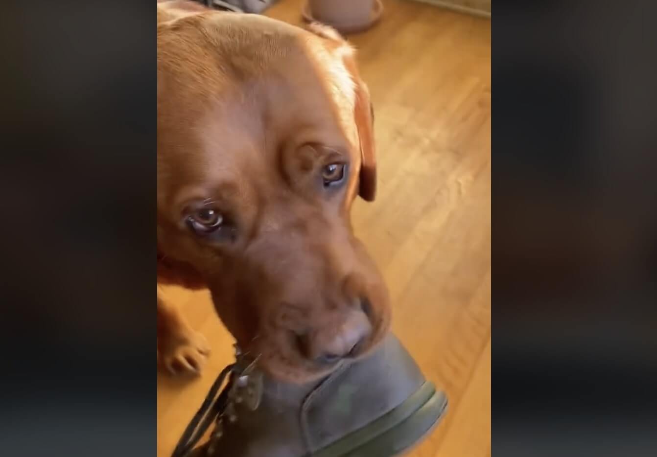 Meet Leo: The Failed Service Dog Who Keeps ‘Helping’ Mom
