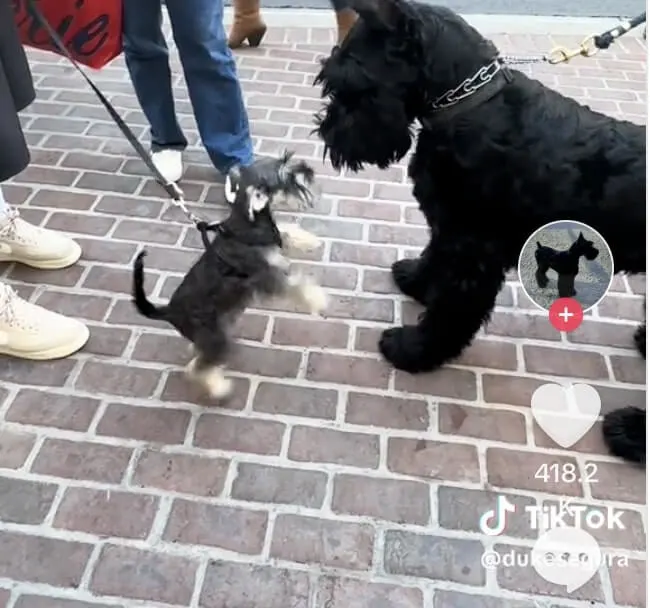 Meeting of a Giant Schnauzer and His Miniature Version