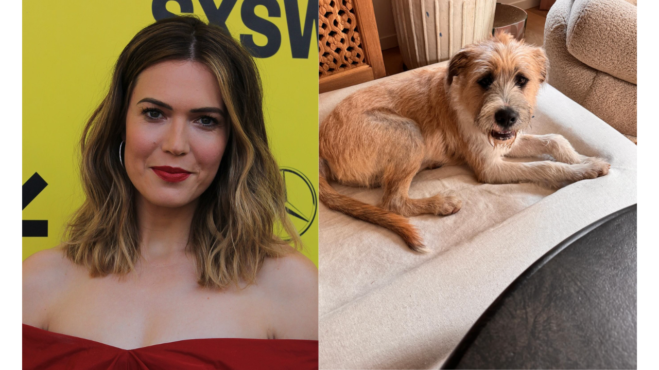 Mandy Moore and Taylor Goldsmith: Welcome Street-Found Pup Marshmallow into Their Family