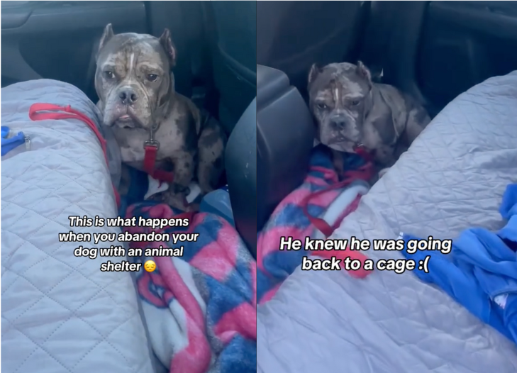 VIDEO: Abandoned Dog’s Struggle Sparks Viral Cry for Compassion