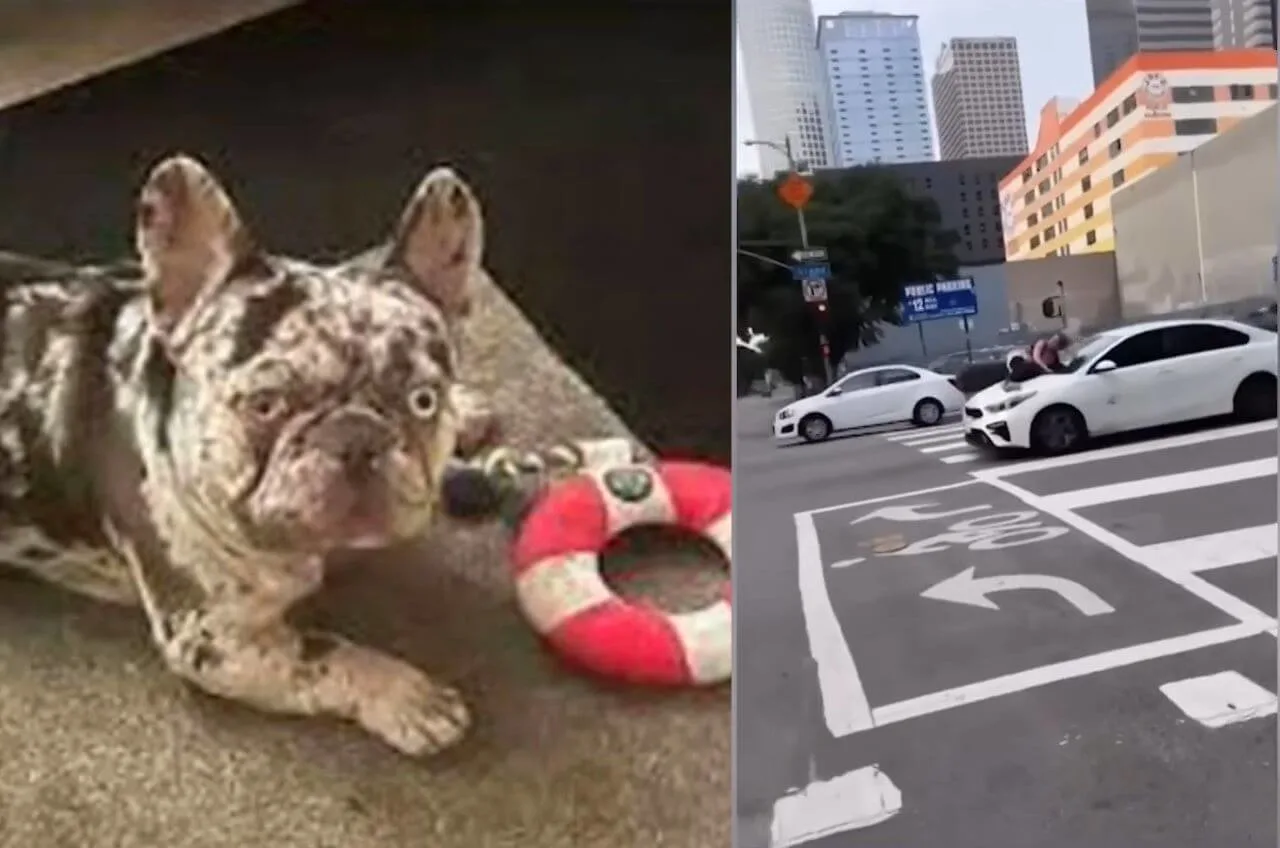 Woman Clings to Car Hood to Save Stolen French Bulldog