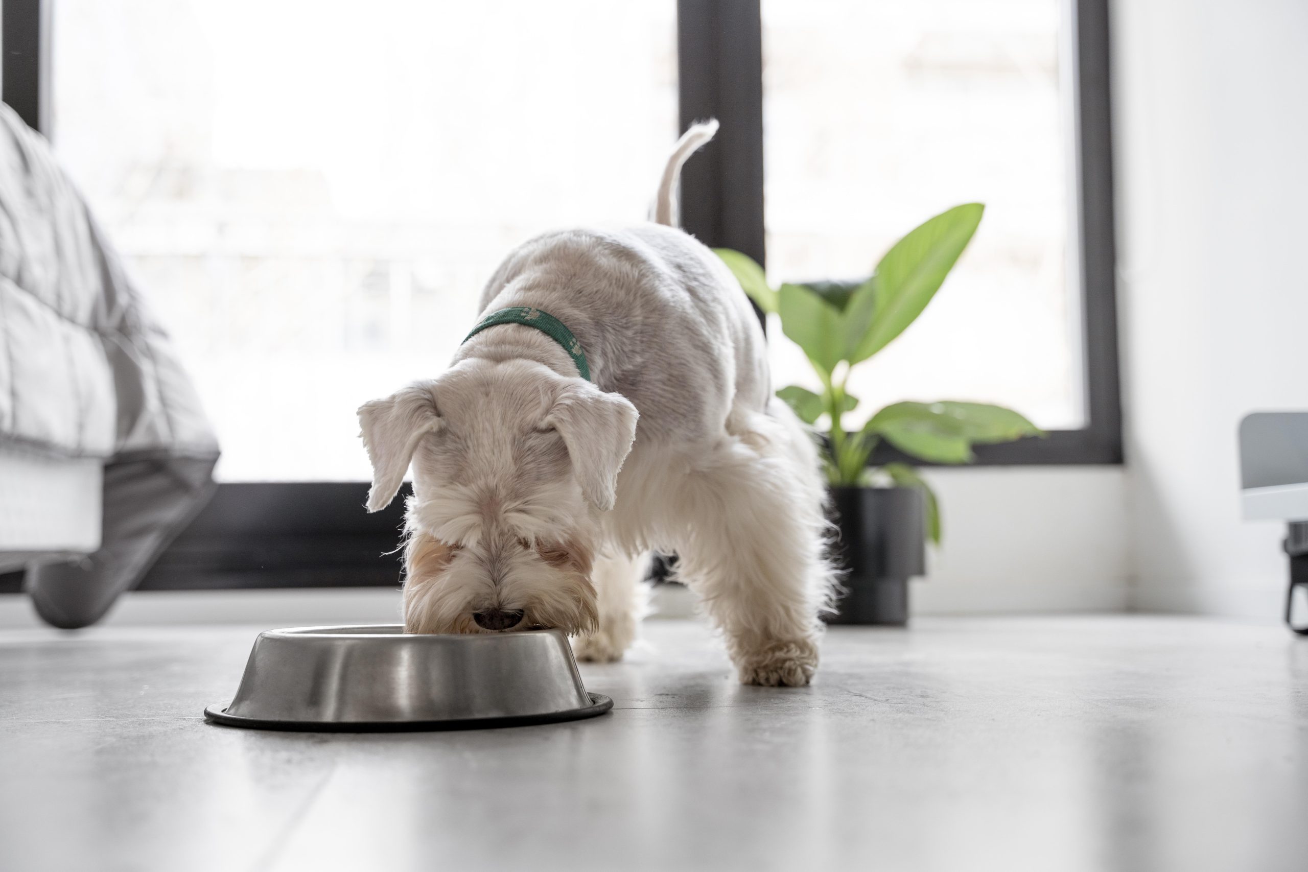 Canine Expert Shares Common Mistakes People Make When Storaging Dog Food