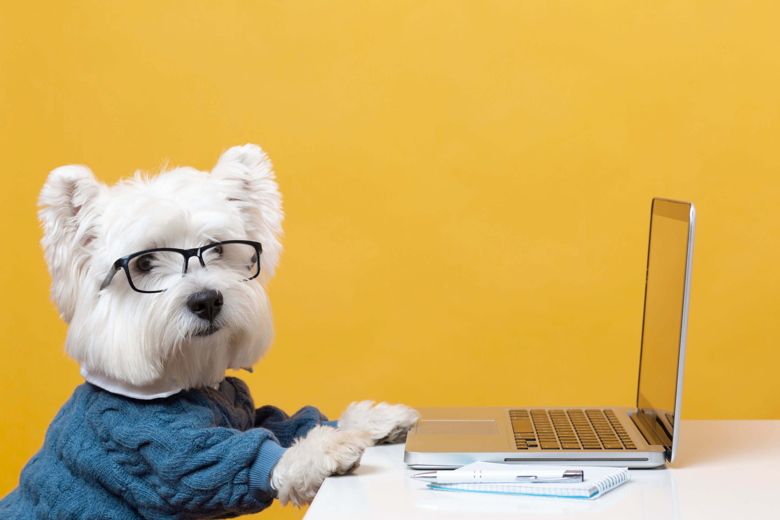 Find Out Your Dog’s IQ With This Simple ”Intelligence Test”