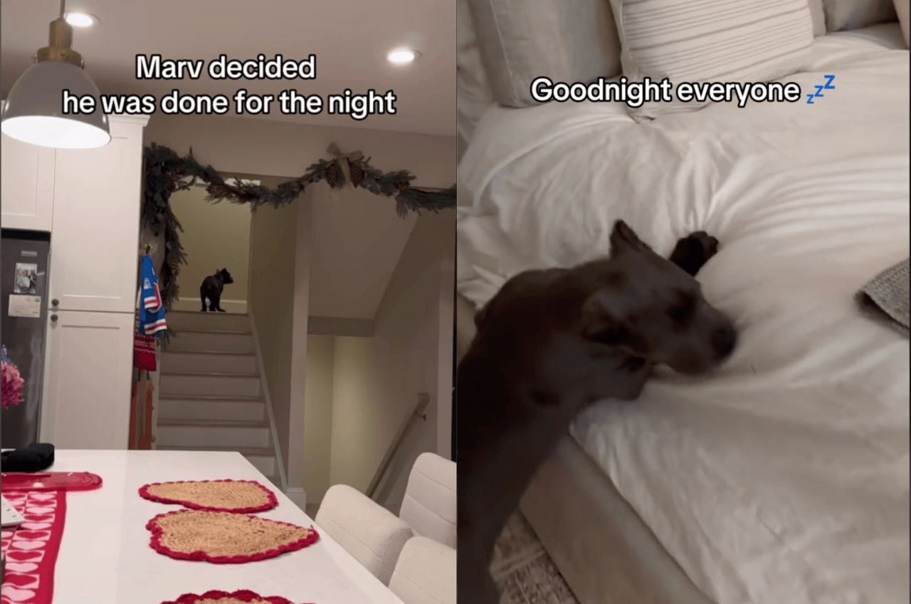 Marv the Pup Steals the Show on TikTok with His Hilarious ‘Goodnight, See You Tomorrow’ Bedtime Routine!