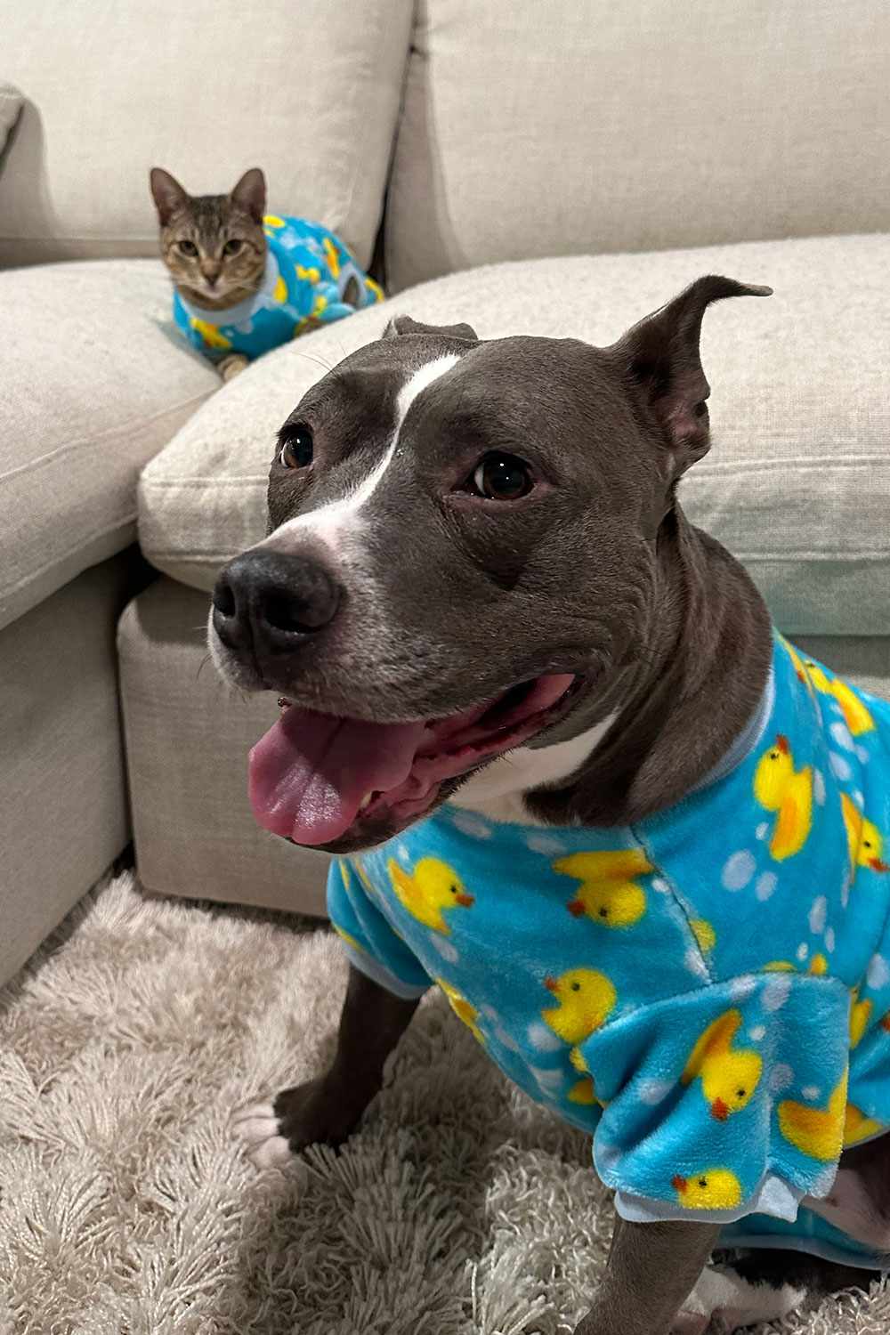 Bella the Pit Bull and Lulu the Tabby Cat Have A Unlikely Friendship