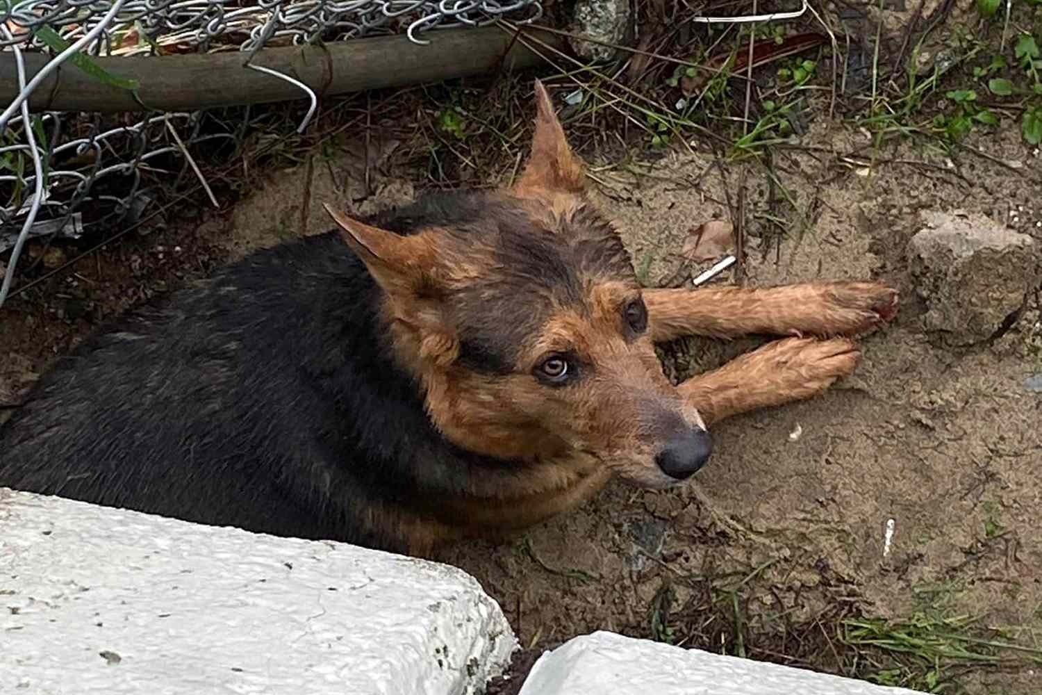 Man Risks It All to Save Beloved Dog from Rushing Waters