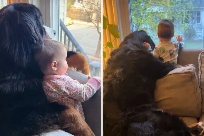 Video Captures Unbreakable Bond Between small Toddler and Giant Mountain Dog