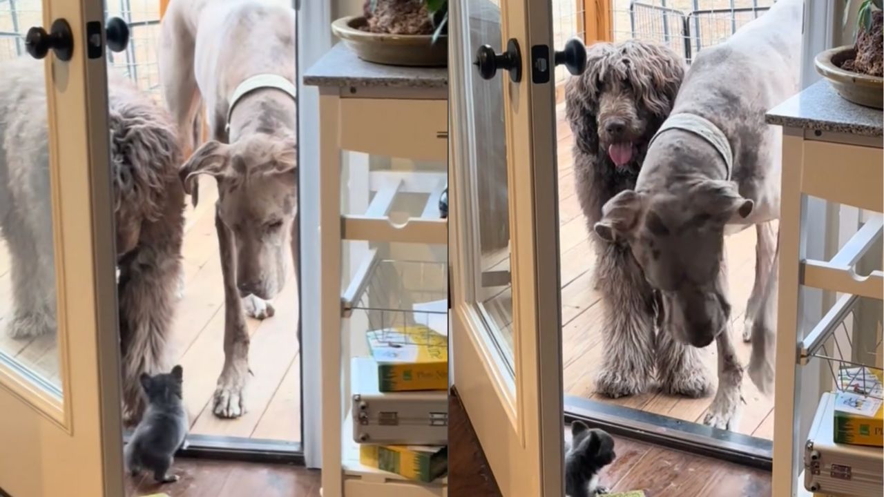 Tiny Dog Stands Up to Big Dogs in Hilarious Home Security Showdown