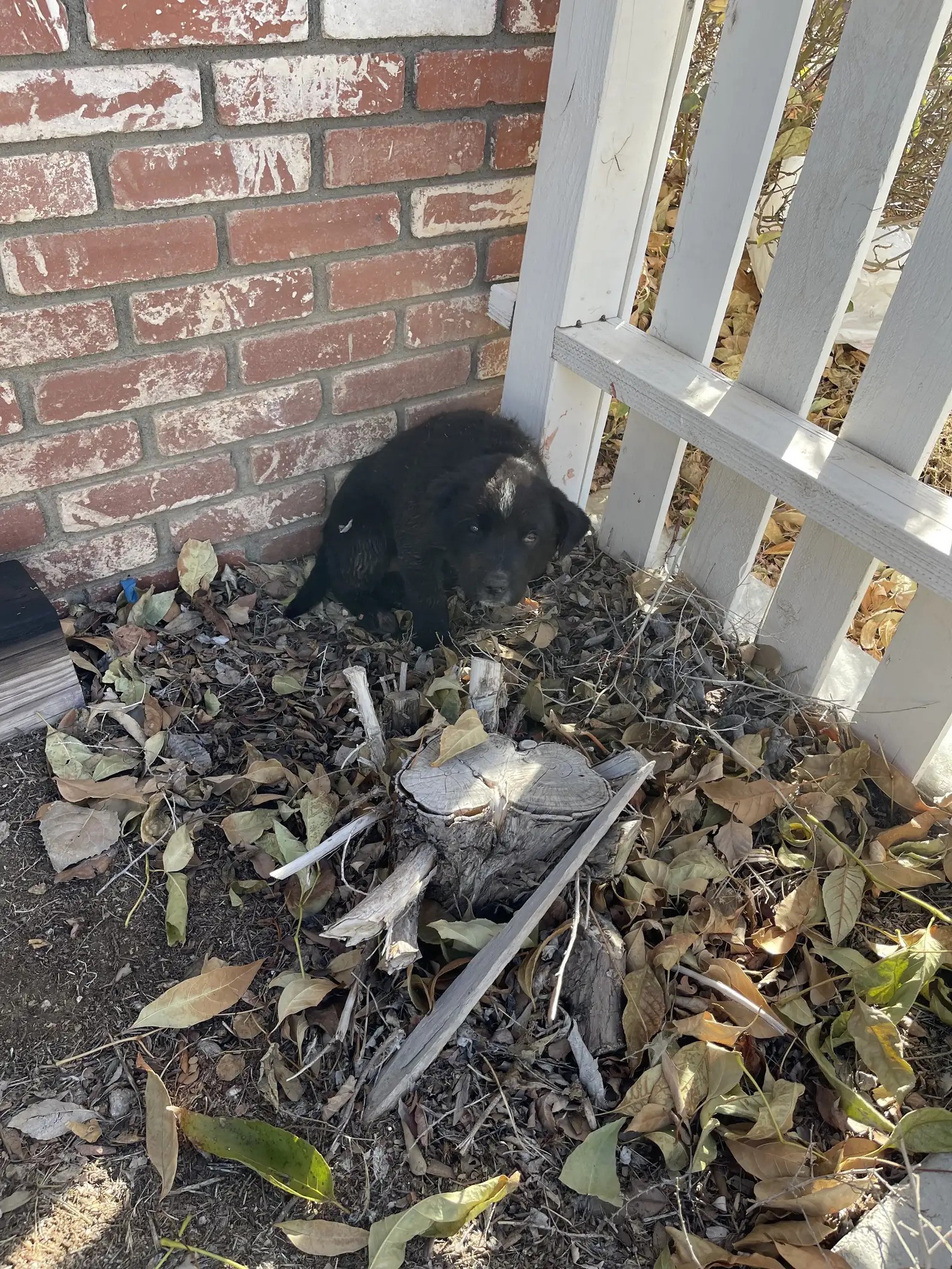 Woman Finds Tiny Puppy Curled Up In Parents’ Yard
